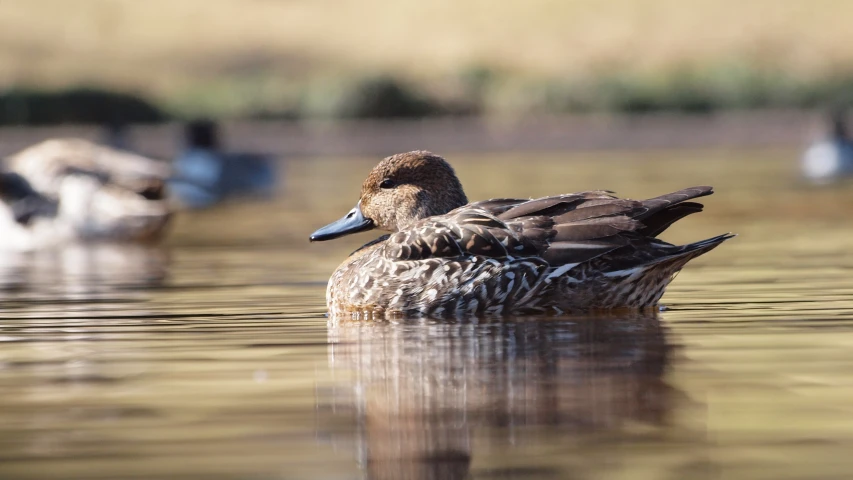 a group of ducks in the water near the shore