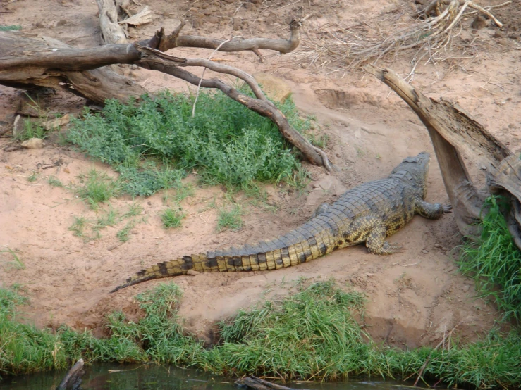 an image of an alligator lying down on the ground