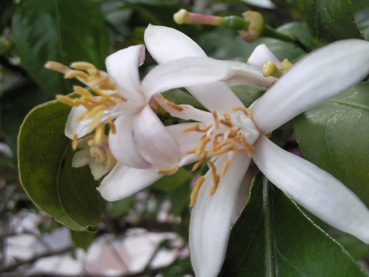 flowers and leaves with white and yellow stamen