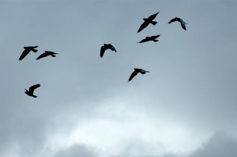 a flock of birds flying through the sky