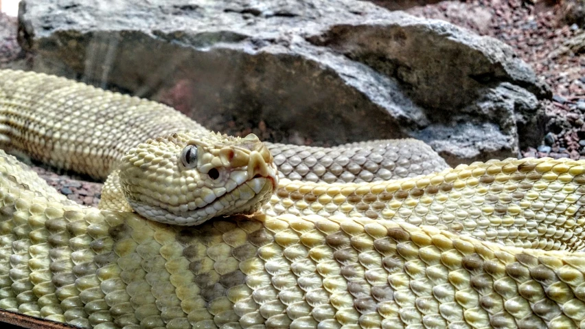 a rattle in front of some rocks in a zoo enclosure