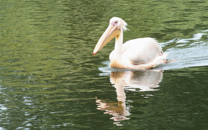 a large white bird floating in a pond