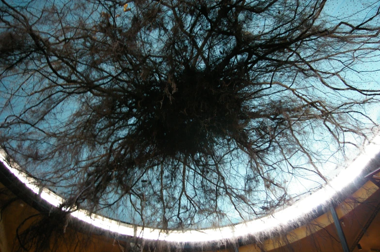 trees in the reflection of a circular mirror