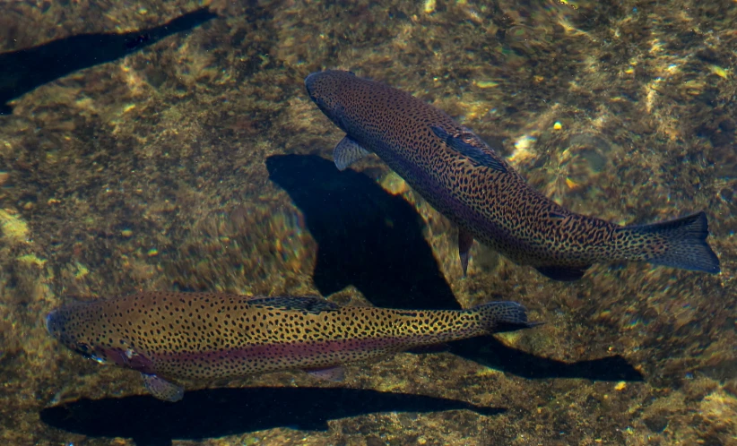 three fish swimming on top of a shallow lake