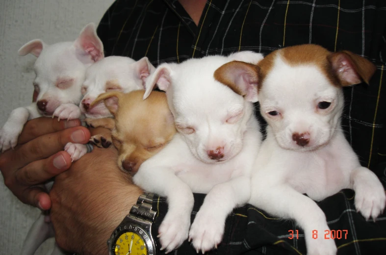 a group of four puppies sitting together