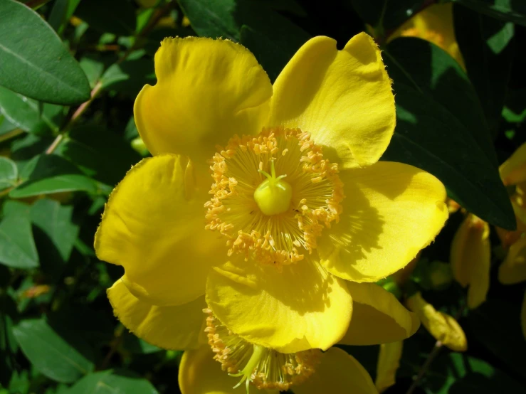 a bright yellow flower is surrounded by green leaves