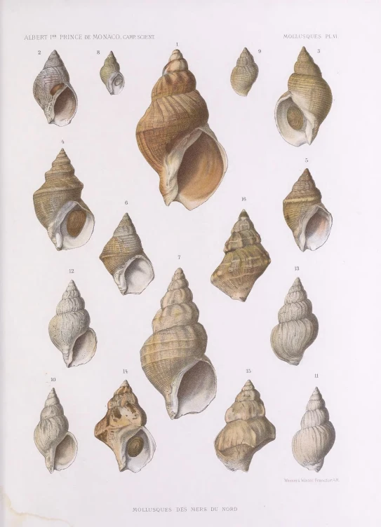 large shells are grouped together, like a bird
