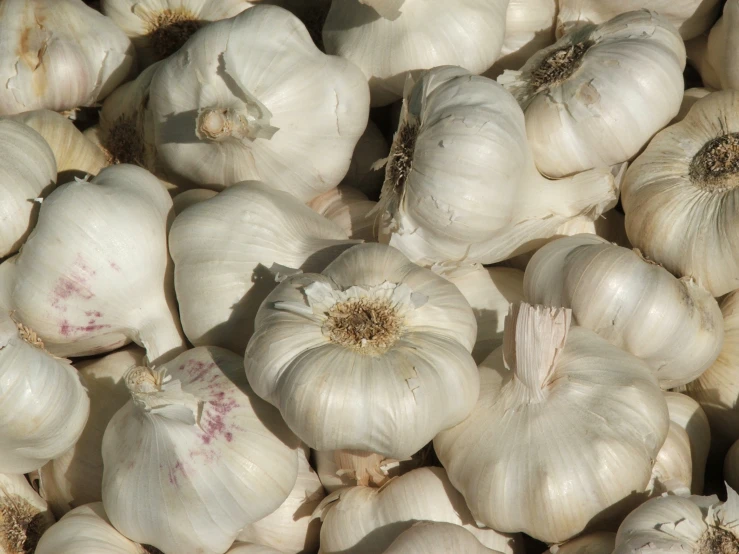 there is a large amount of garlic with many bulbs