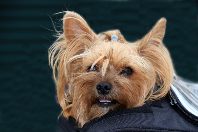 a small dog sits in a piece of luggage