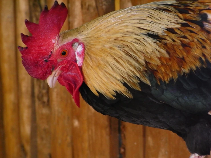 a large chicken stands in front of a fence