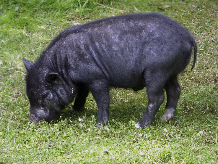 there is a black animal that is standing in the grass