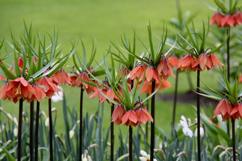 an orange flower in a garden surrounded by other flowers