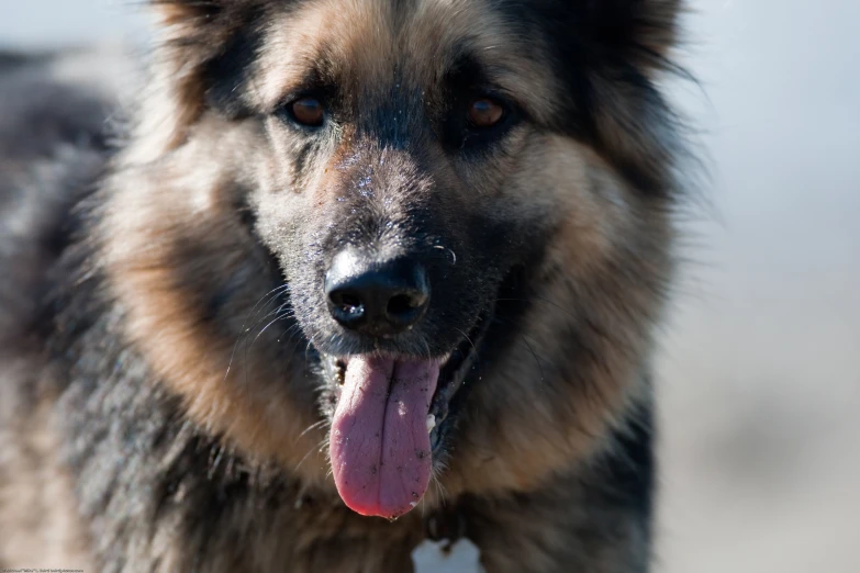 a very furry looking dog looks at the camera