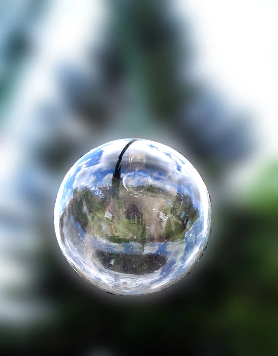 an image of trees taken inside a bubble