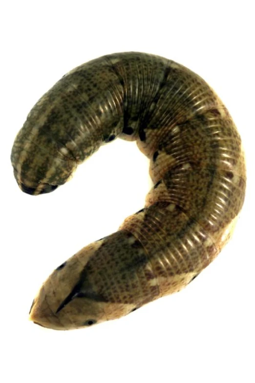 a snake like object is posed up against a white background