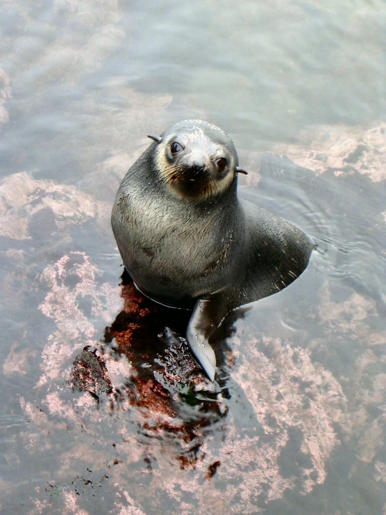 a seal is swimming in the water with pink substance on it's leg