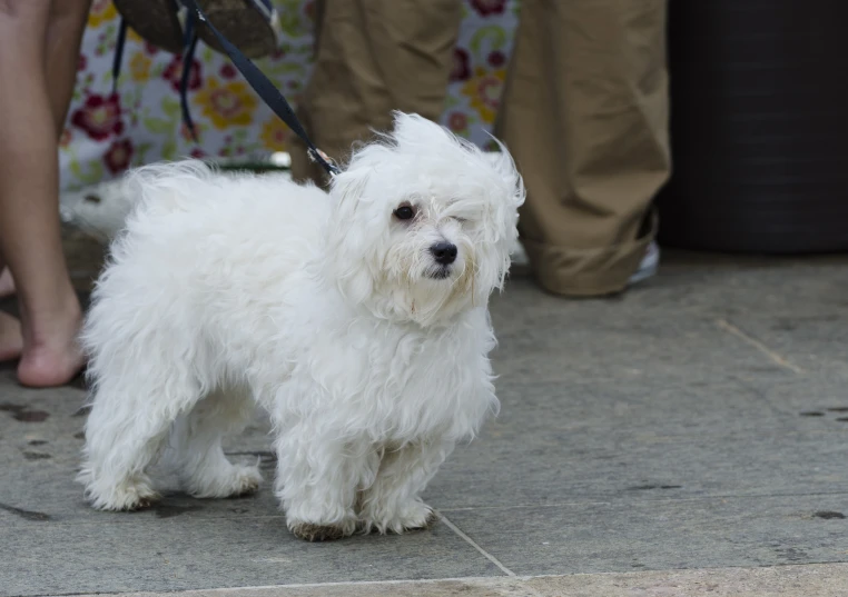 small white furry dog on a leash being held by someone