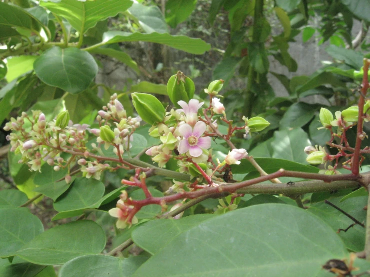 some small white and pink flowers growing on trees