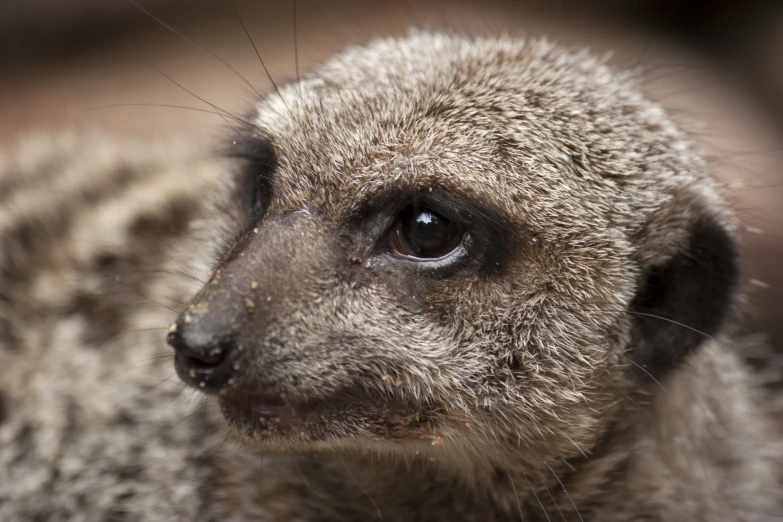 a small, fuzzy and dark animal looking up