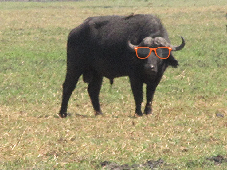 an animal with sunglasses and a pair of red glasses