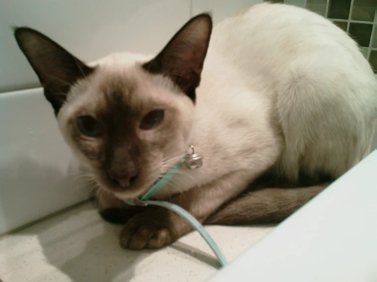 siamese cat with leash laying in sink next to faucet