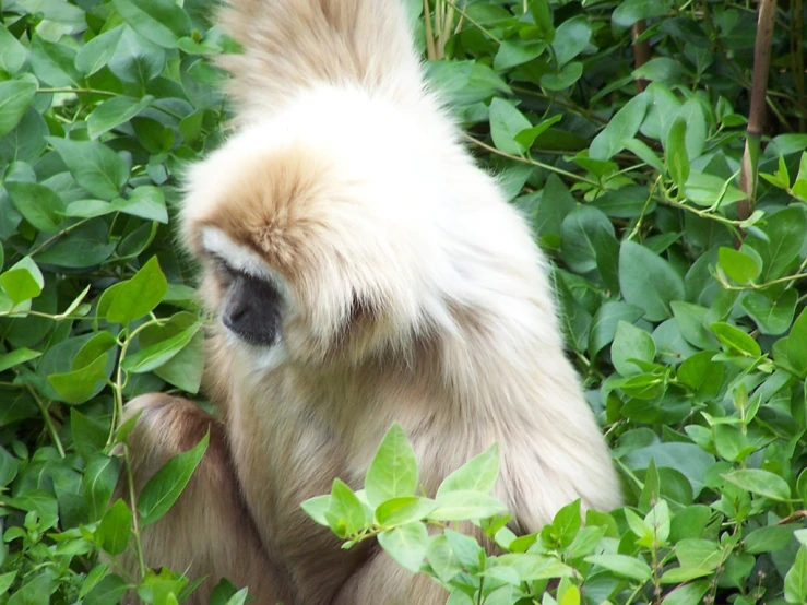 a close up of a monkey in the middle of leaves