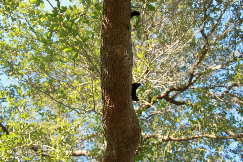 an animal in the middle of a tree