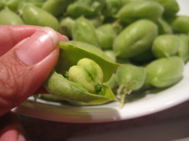 a person holds up the green bean sprouts in a plate