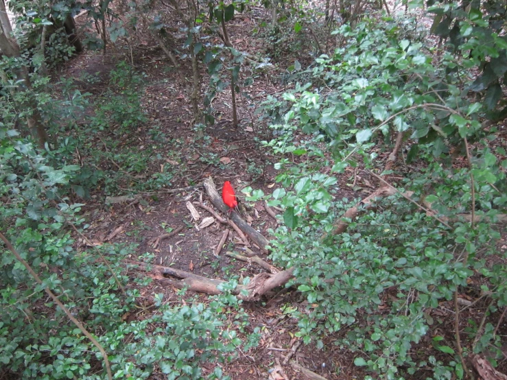 red bird in forest setting area next to wooded area