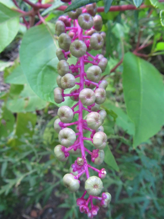 a plant with purple flowers on it growing in a forest