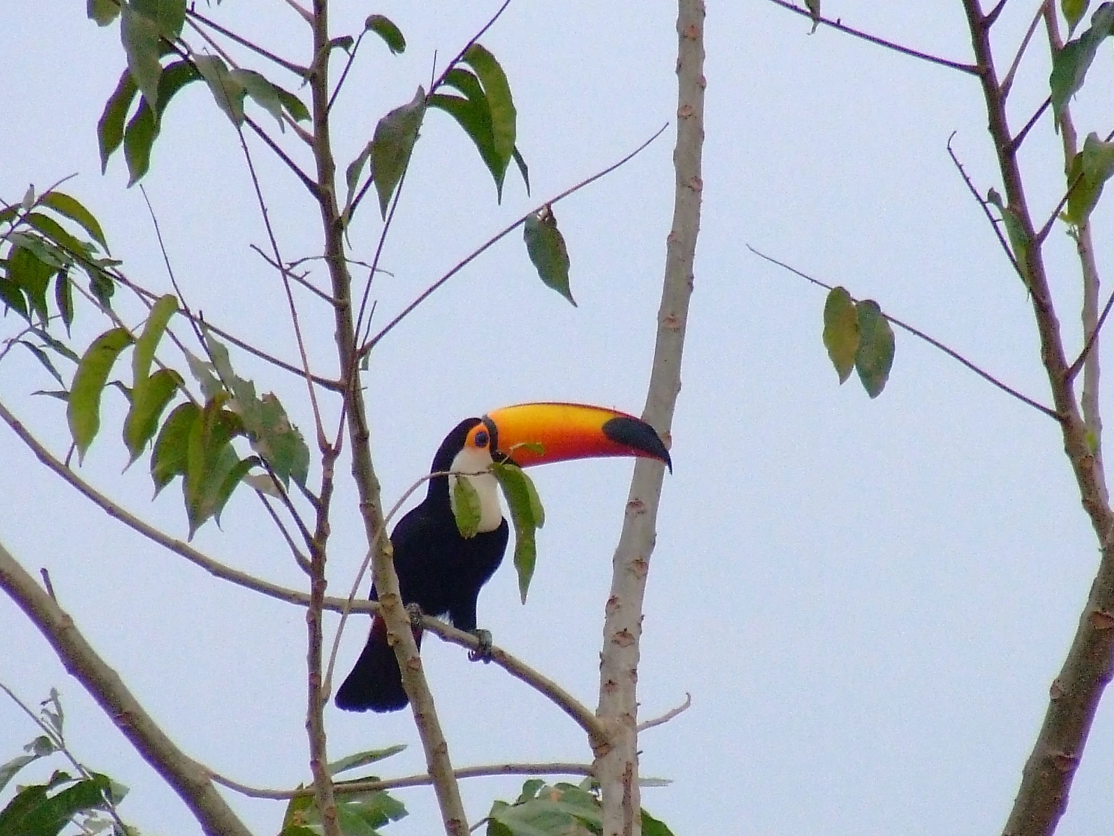 toucan bird with colorful beak perched on the nch of tree