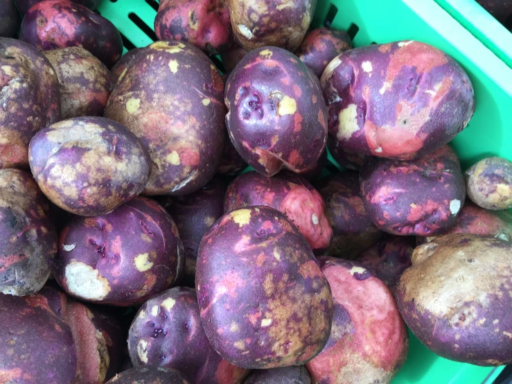 many purple and white potatoes in a green bowl