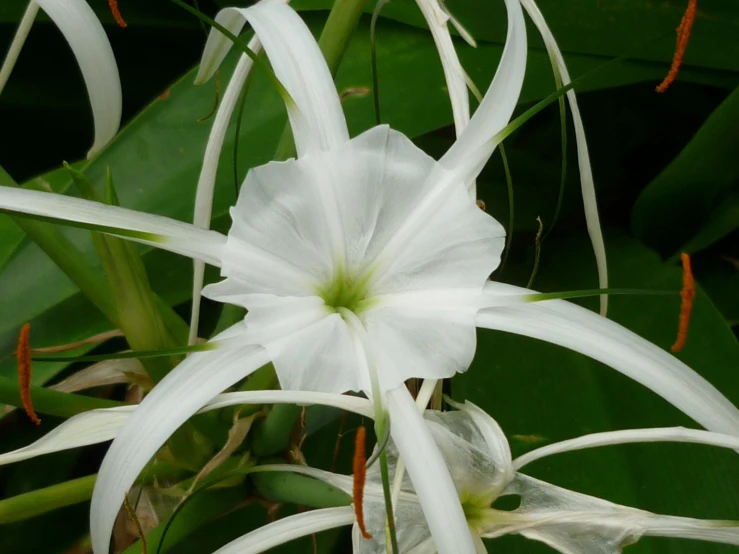 some white flowers some leaves and a plant