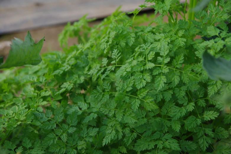 a closeup view of the green leaves on a plant