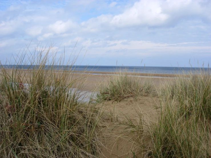 some tall grass and weeds on the beach