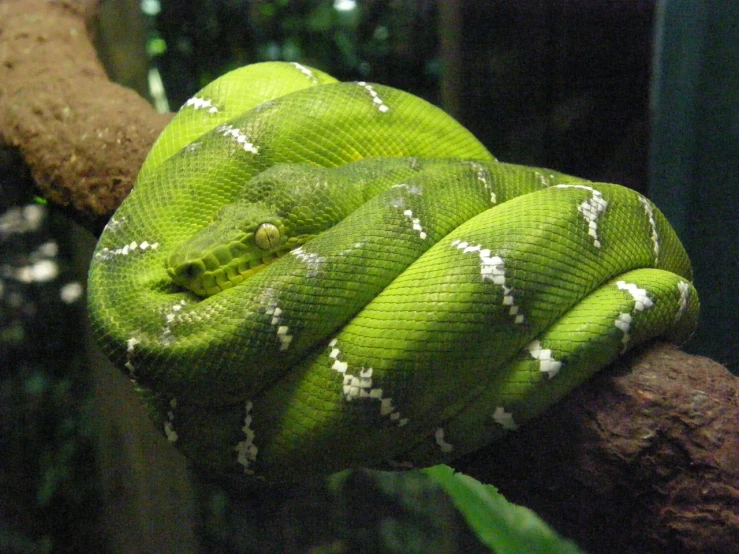 a green snake resting on a nch with its head over the edge