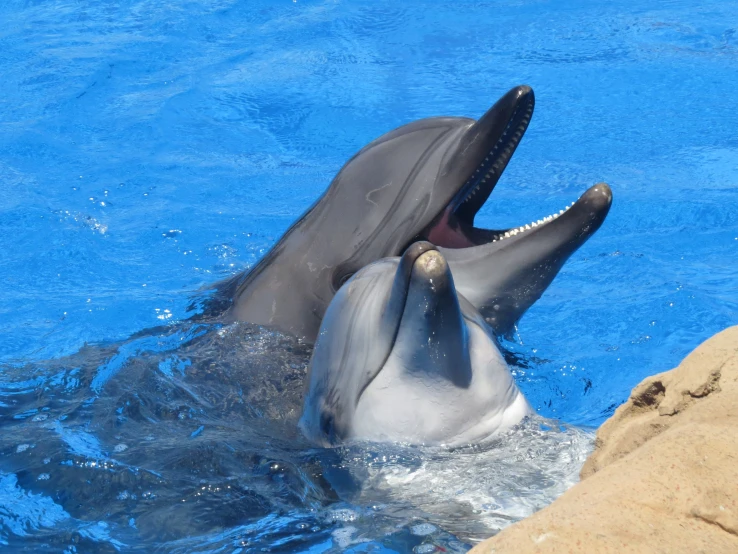 a couple of dolphins standing next to each other in a pool