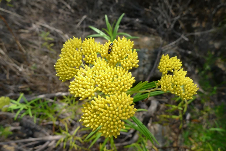 some yellow flowers in a green grassy area