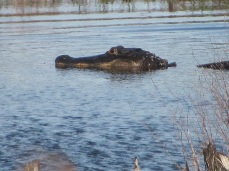 a large hippopotamus floating through water next to tall grass