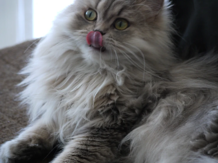the cat has it's tongue out and is licking