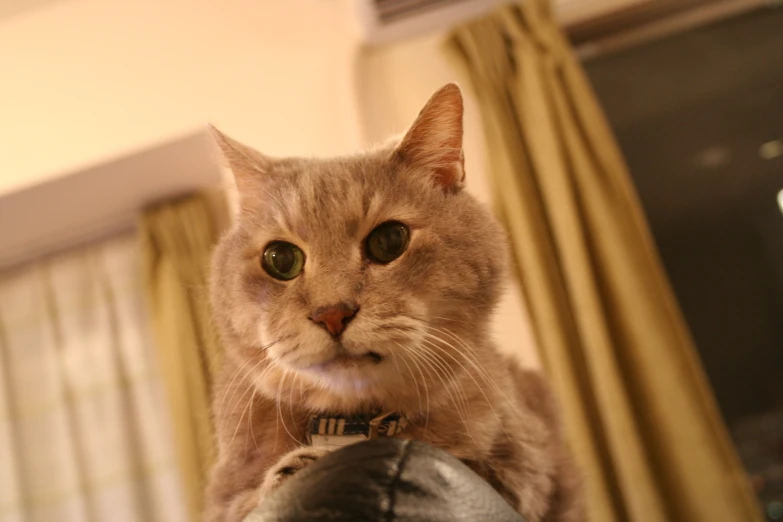 an orange cat looking at the camera while standing next to a persons hand