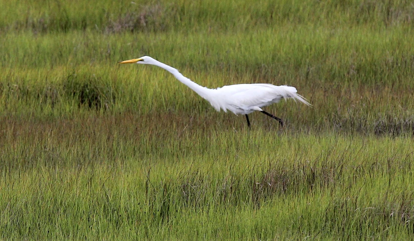 white egret walking in grassy field next to weeds