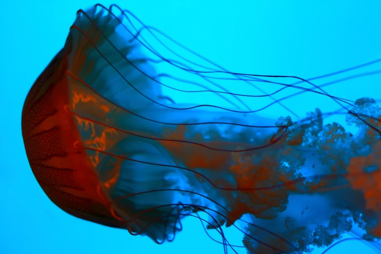 this is an image of a jellyfish swimming with it's tentacles hanging in the air