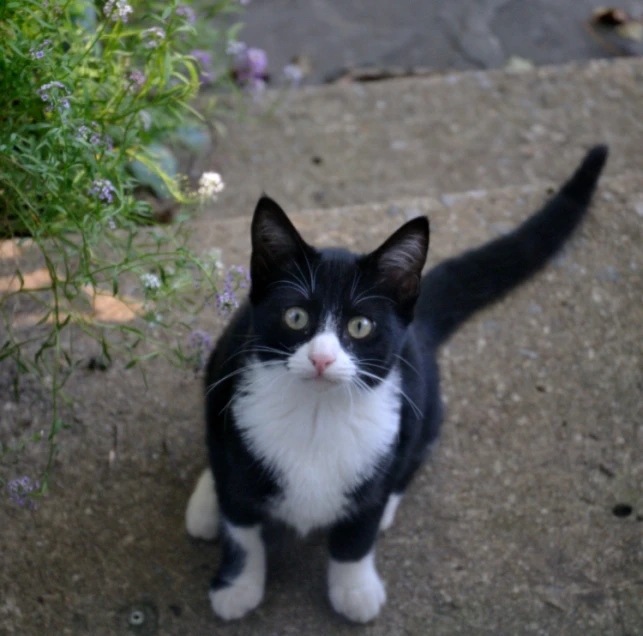 a black and white cat is looking up into the camera