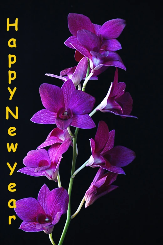 a purple flower has the words happy new year on it