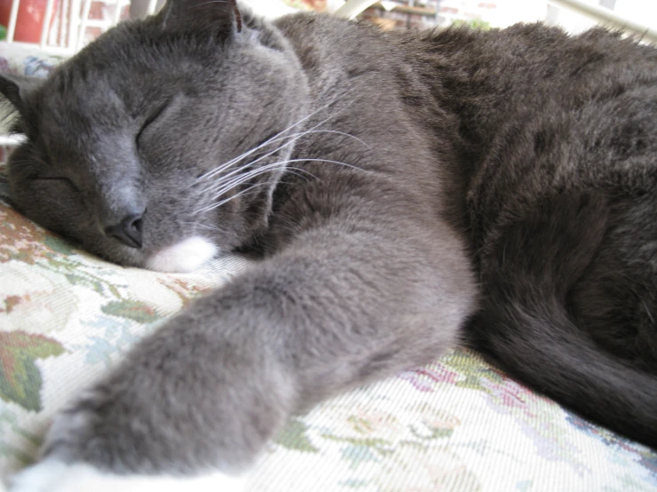 a large gray cat is curled up and sleeping on the couch