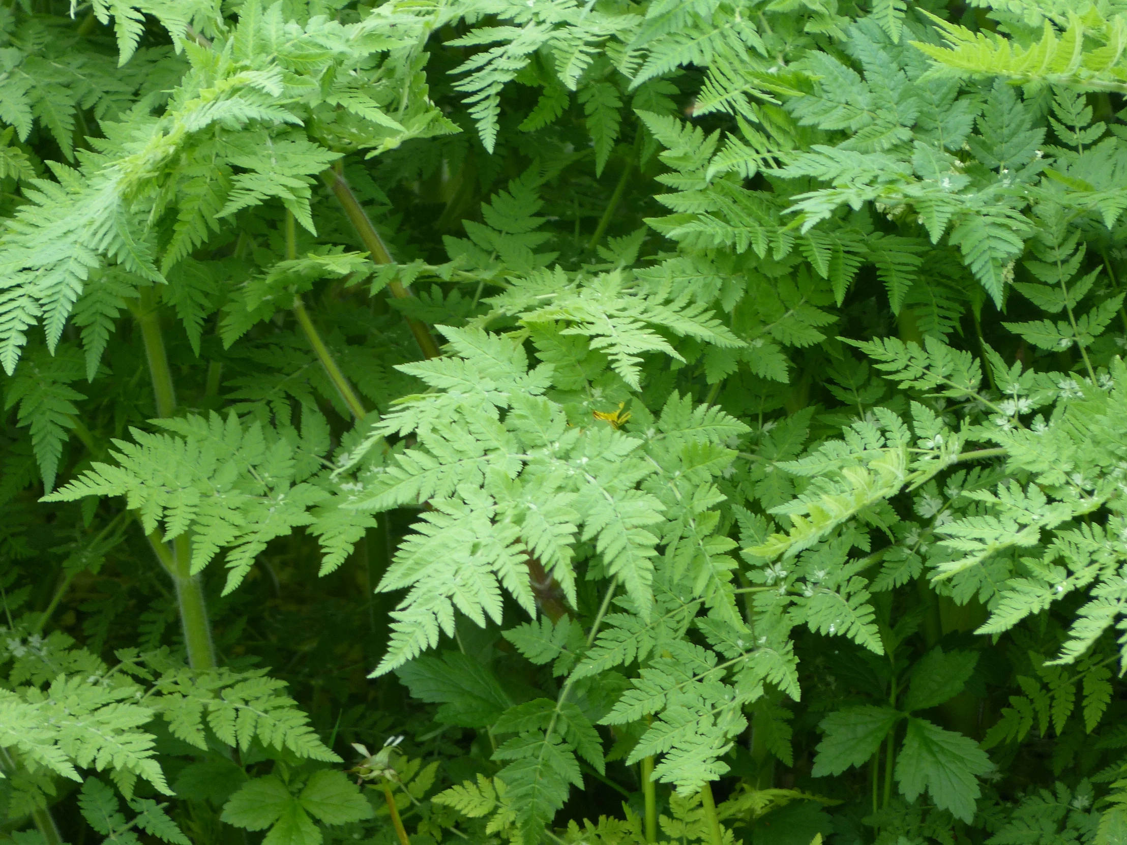 green leaves and grass seen from above