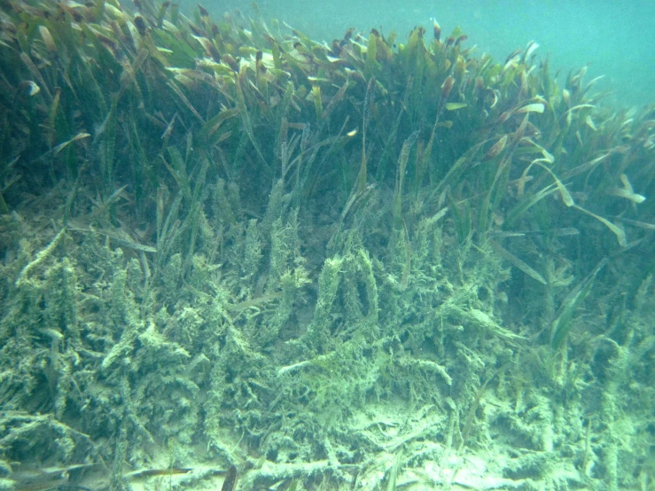 sea weed blowing in the wind on a coral reef