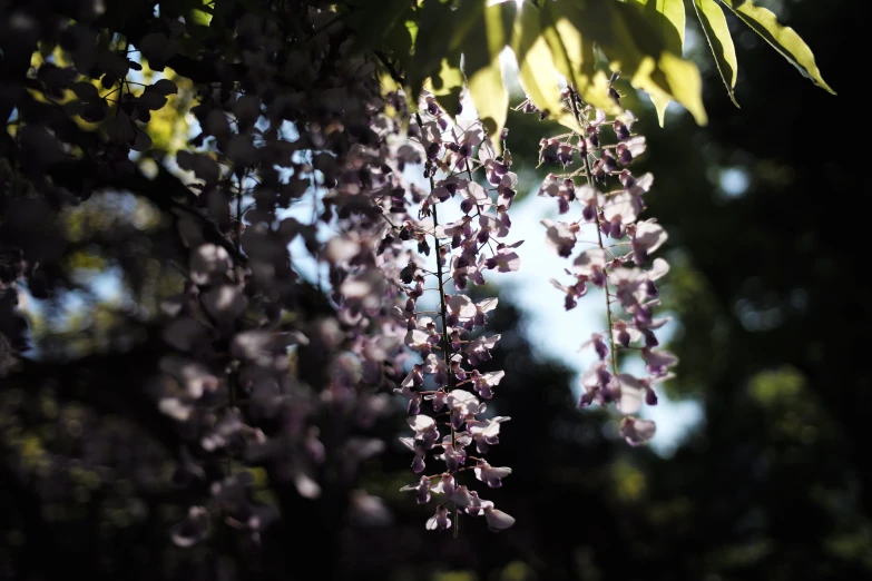 a tree filled with lots of purple flowers