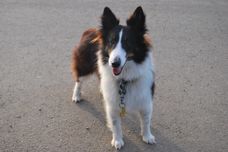 a brown and white dog is on a leash